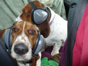 Noise Canceling Headphones for Dogs