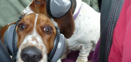 Noise Canceling Headphones for Dogs