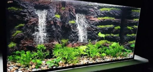 How to Make a Fish Tank Filter Quieter
