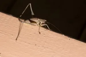 how to quiet crickets