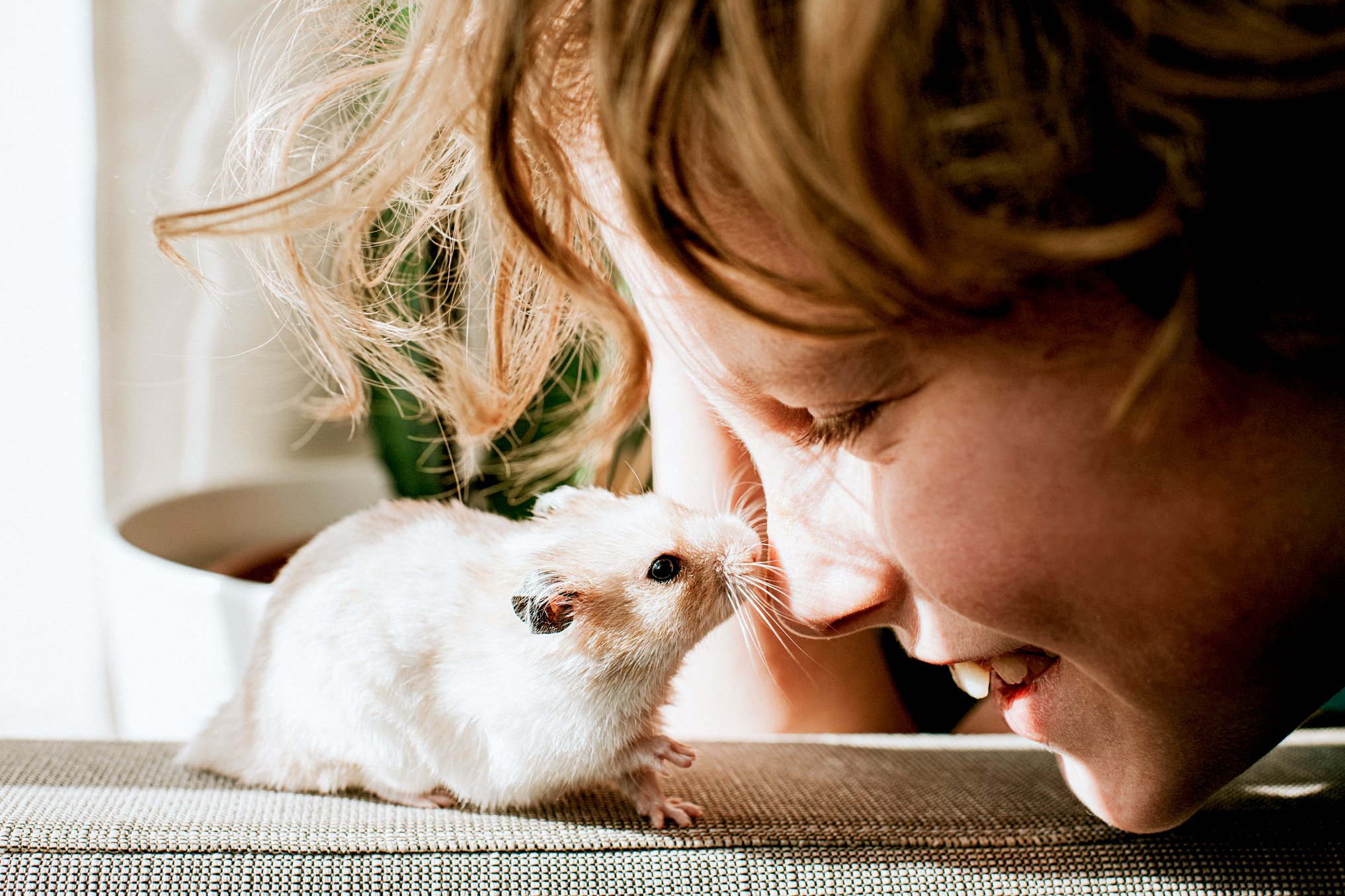 14 Quiet Pets for Your Apartment Living